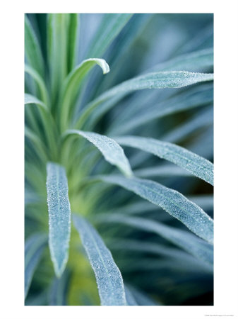 Euphorbia Characias Wulfenii by Lynn Keddie Pricing Limited Edition Print image