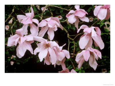 Magnolia Sargentiana, Large Pale Pink Flowers On Brown Branches, With Raindrops On Petals by Mark Bolton Pricing Limited Edition Print image