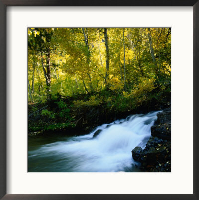 Stream Flowing Past Leafy Trees In Sierra Nevada Mountains, Ansel Adams Wilderness Area, Usa by Wes Walker Pricing Limited Edition Print image
