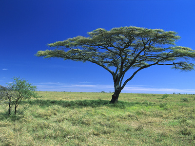 Acacia Trees (Acacia Sp), On Savannah, Serengeti National Park by Konrad Wothe Pricing Limited Edition Print image
