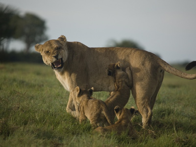 African Lioness, Panthera Leo, With Cubs by Beverly Joubert Pricing Limited Edition Print image