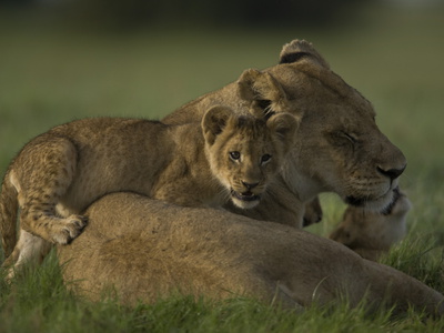 African Lioness, Panthera Leo, Resting With Cubs by Beverly Joubert Pricing Limited Edition Print image