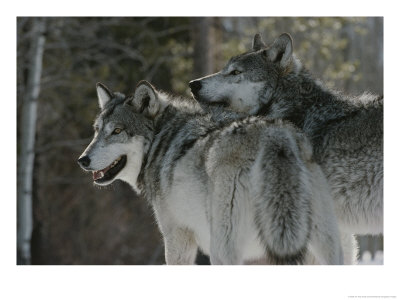 Two Gray Wolves Look Over Their Shoulders by Jim And Jamie Dutcher Pricing Limited Edition Print image