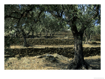 Terraced Stone Walls Support Olive Trees On The Hillside, Cadaques, Spain, Europe by Stacy Gold Pricing Limited Edition Print image