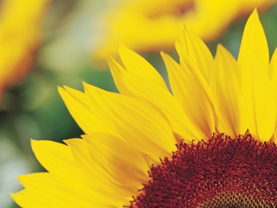 Sunflower Petals by Heide Benser Pricing Limited Edition Print image