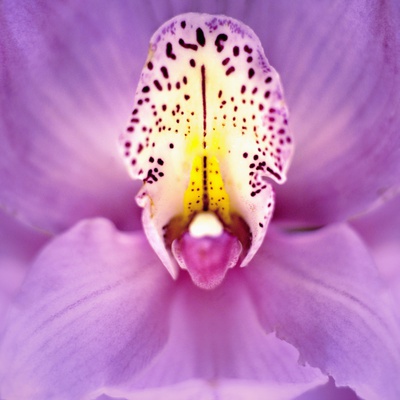 Close-Up Of Orchid by Michael Filonow Pricing Limited Edition Print image
