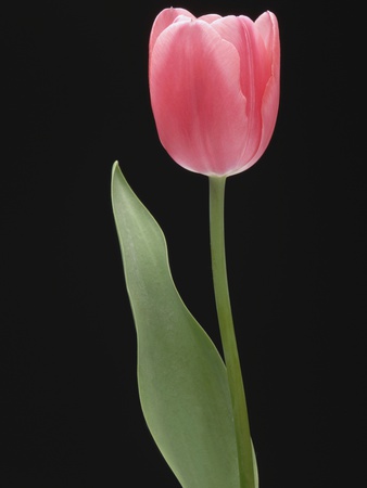 Pink Tulip, Close-Up by Claudia Rehm Pricing Limited Edition Print image