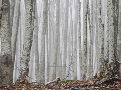 Italy, Tuscany, Misty Forest by Fotofeeling Pricing Limited Edition Print image