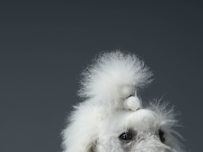 Close Up On Poodles Eyes And Forehead by Jakob Helbig Pricing Limited Edition Print image