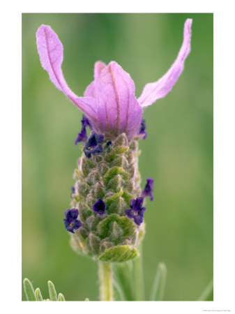 Lavandula Regal Splendour, Flower by Kidd Geoff Pricing Limited Edition Print image