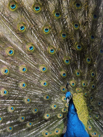 Peacock Showing Its Feathers by Amanda Lynn Pricing Limited Edition Print image