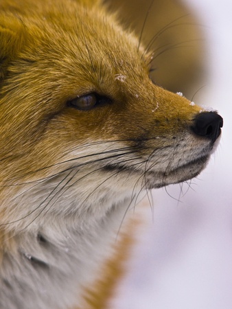 Close-Up Of A Red Fox by Jay Ryser Pricing Limited Edition Print image