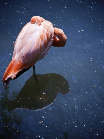 Pink Flamingo Standing In Water With Reflection, Granby Zoo, Granby, Quebec by Patrick Laroque Pricing Limited Edition Print image