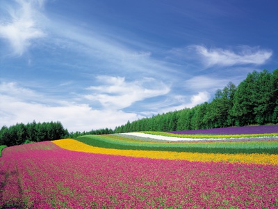 Endless Garden Of Flowers by Masaaki Tanaka Pricing Limited Edition Print image