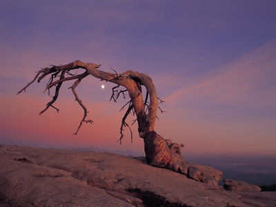 Tree In Desert by Lewis Kemper Pricing Limited Edition Print image