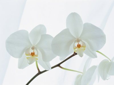 White Flower by Takashi Komiyama Pricing Limited Edition Print image