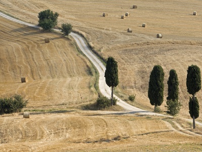 Italy, Tuscany, Cypress Alley Across Corn Fields by Fotofeeling Pricing Limited Edition Print image