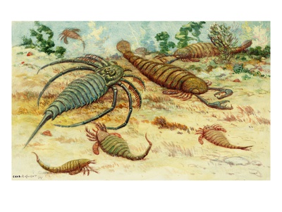 Prehistoric Eurypterids Are Similar To Today's Horseshoe Crabs by National Geographic Society Pricing Limited Edition Print image