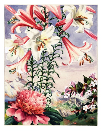 Regal Lilies, Peonies, And Abelia Flowers Are Native To China by National Geographic Society Pricing Limited Edition Print image