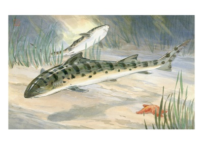 Leopard Sharks Feed On Other Fishes, But Are Harmless To Man by National Geographic Society Pricing Limited Edition Print image