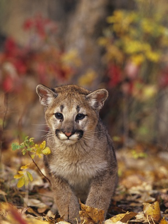 Cougar Kitten Forest (Puma Concolor) by Grambo Pricing Limited Edition Print image