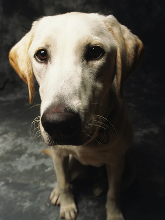 Portrait, Golden Labrador Retriever by Brian Summers Pricing Limited Edition Print image
