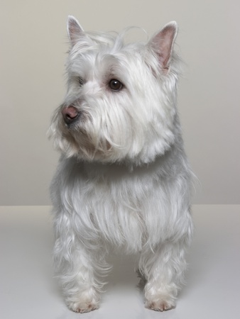 West Highland White Terrier (Westie) by Brian Summers Pricing Limited Edition Print image