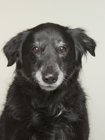Border Collie/Labrador Retriever Mixed Breed Dog by Brian Summers Pricing Limited Edition Print image