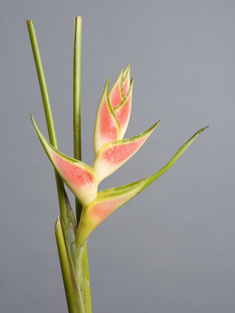 Heliconia by Halfdark Pricing Limited Edition Print image