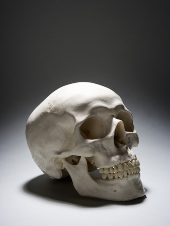 A Human Skull by Halfdark Pricing Limited Edition Print image