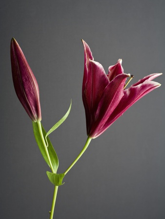 Stargazer Lily (Lilium Orientalis) by Jane Pricing Limited Edition Print image