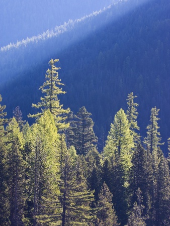 Backlit Western Larch Trees In Mount Rainier National Park by Terry Eggers Pricing Limited Edition Print image