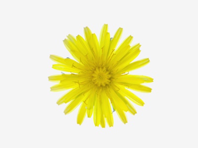 Dandelion Flower (Taraxacum Officinale), A Composite. by Scientifica Pricing Limited Edition Print image