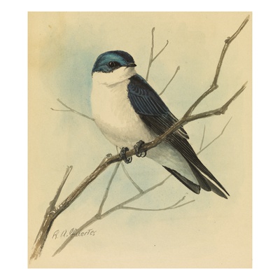 A Painting Of A Tree Swallow Perched On A Leafless Branch by Louis Agassiz Fuertes Pricing Limited Edition Print image