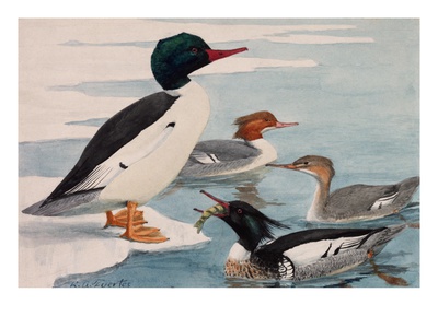 A Painting Of American Mergansers And Red-Breasted Mergansers by Louis Agassiz Fuertes Pricing Limited Edition Print image