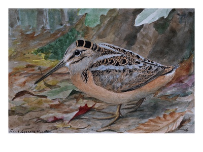 A Painting Of An American Woodcock, Scolopax Minor by Louis Agassiz Fuertes Pricing Limited Edition Print image