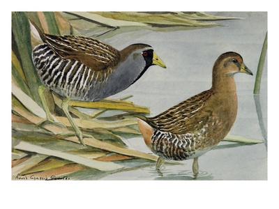 A Painting Of An Adult And A Young Sora, Porzana Carolina, Wading by Louis Agassiz Fuertes Pricing Limited Edition Print image