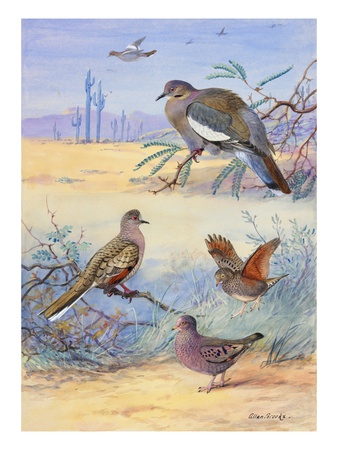 Painting Of Several Dove Species by Allan Brooks Pricing Limited Edition Print image