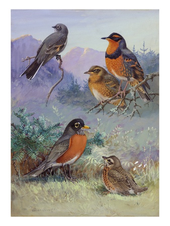 A Painting Of Several Species Of Robin by Allan Brooks Pricing Limited Edition Print image