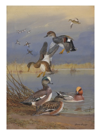 A Painting Of American Widgeons, Eurasian Widgeons, And Gadwalls by Allan Brooks Pricing Limited Edition Print image