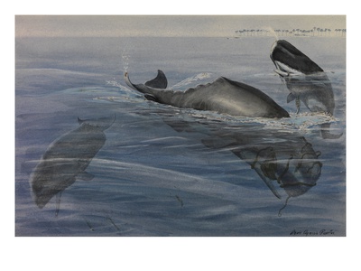 A Painting Of Three Sperm Whales, Also Known As Cachalots by Louis Agassiz Fuertes Pricing Limited Edition Print image
