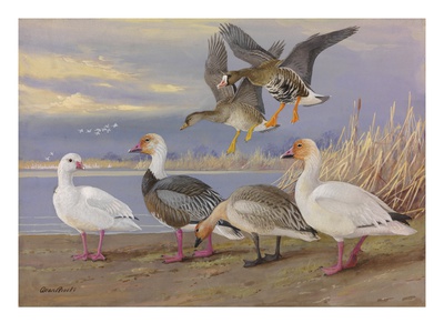 A Painting Of Several Species Of Adult And Young Geese by Allan Brooks Pricing Limited Edition Print image