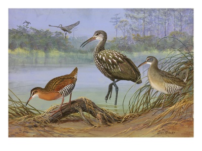 A Painting Of A Limpkin, A King Rail, And A Clapper Rail by Allan Brooks Pricing Limited Edition Print image