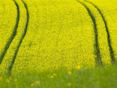Germany Baden Wurttemberg Rape Seed Flower On Field by Silke Magino Pricing Limited Edition Print image