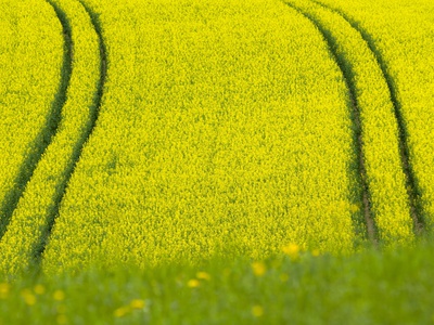 Germany Baden Wurttemberg Rape Seed Flower On Field by Silke Magino Pricing Limited Edition Print image