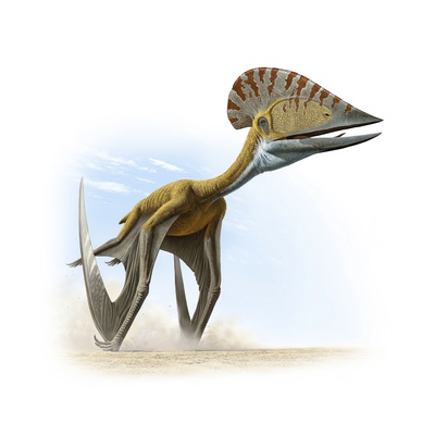 Tupuxuara, A Type Of Pterosaur, Lived In Present Day Brazil. by National Geographic Society Pricing Limited Edition Print image