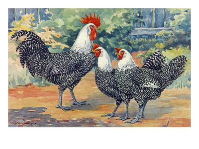 Three Silver Campine Chickens Originally From Beligum's Campine Region. by National Geographic Society Pricing Limited Edition Print image