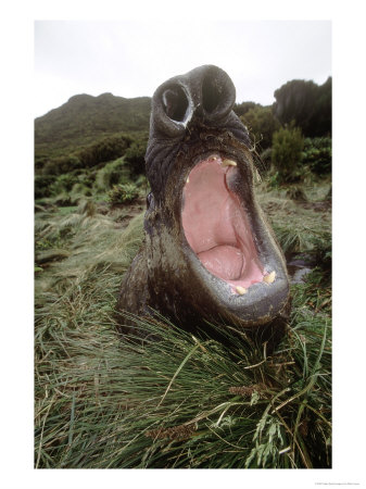 Southern Elephant Seal, Bull In Wallow, Campbell Island by Mark Jones Pricing Limited Edition Print image