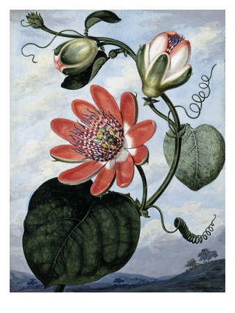 The Winged Passion Flower by Sydenham Teast Edwards Pricing Limited Edition Print image