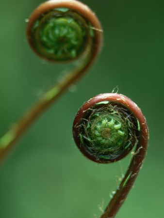 Deer Fern Fiddleheads by Pat O'hara Pricing Limited Edition Print image